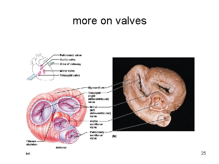 more on valves 25  more on valves 25