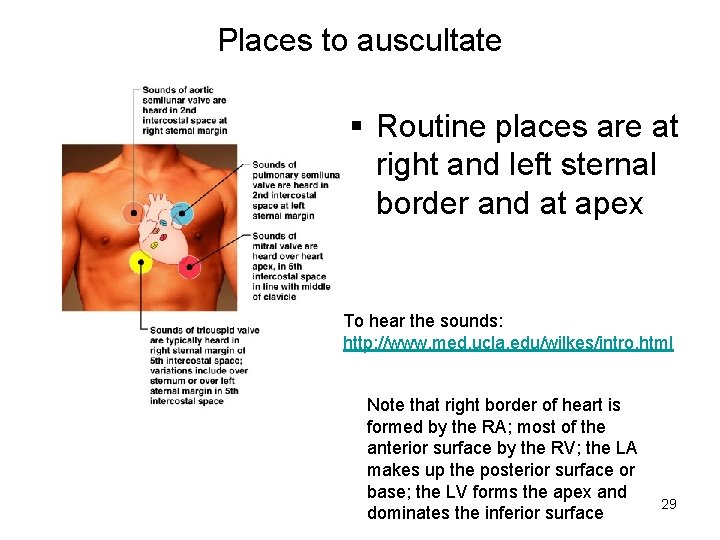 Places to auscultate § Routine places are at right and left sternal border and Places to auscultate § Routine places are at right and left sternal border and