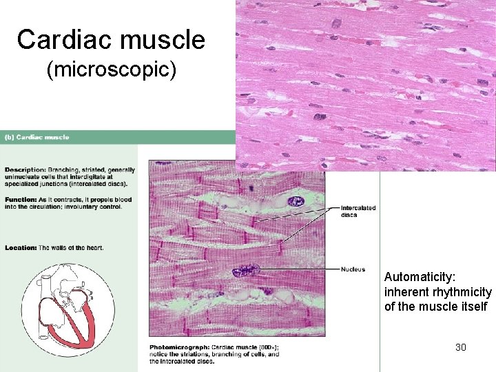 Cardiac muscle (microscopic) Automaticity: inherent rhythmicity of the muscle itself 30  Cardiac muscle (microscopic) Automaticity: inherent rhythmicity of the muscle itself 30