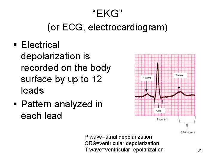“EKG” (or ECG, electrocardiogram) § Electrical depolarization is recorded on the body surface by “EKG” (or ECG, electrocardiogram) § Electrical depolarization is recorded on the body surface by
