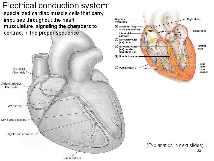Electrical conduction system: specialized cardiac muscle cells that carry impulses throughout the heart musculature, Electrical conduction system: specialized cardiac muscle cells that carry impulses throughout the heart musculature,
