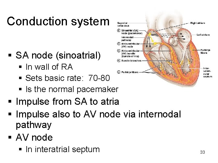 Conduction system § SA node (sinoatrial) § In wall of RA § Sets basic Conduction system § SA node (sinoatrial) § In wall of RA § Sets basic