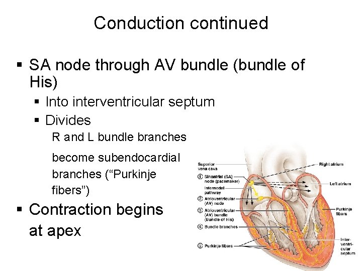 Conduction continued § SA node through AV bundle (bundle of His) § Into interventricular Conduction continued § SA node through AV bundle (bundle of His) § Into interventricular