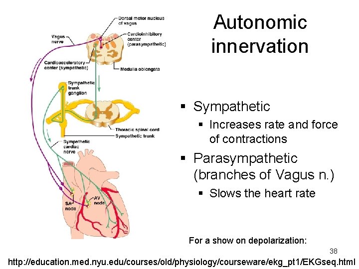 Autonomic innervation § Sympathetic § Increases rate and force of contractions § Parasympathetic (branches Autonomic innervation § Sympathetic § Increases rate and force of contractions § Parasympathetic (branches