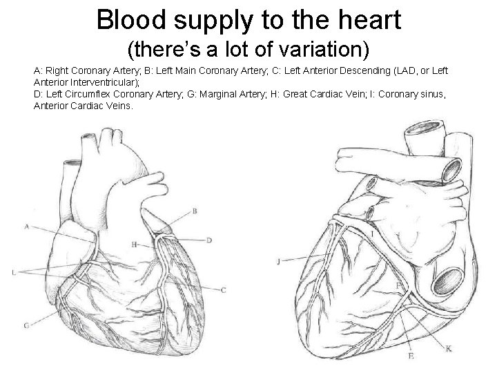 Blood supply to the heart (there’s a lot of variation) A: Right Coronary Artery; Blood supply to the heart (there’s a lot of variation) A: Right Coronary Artery;