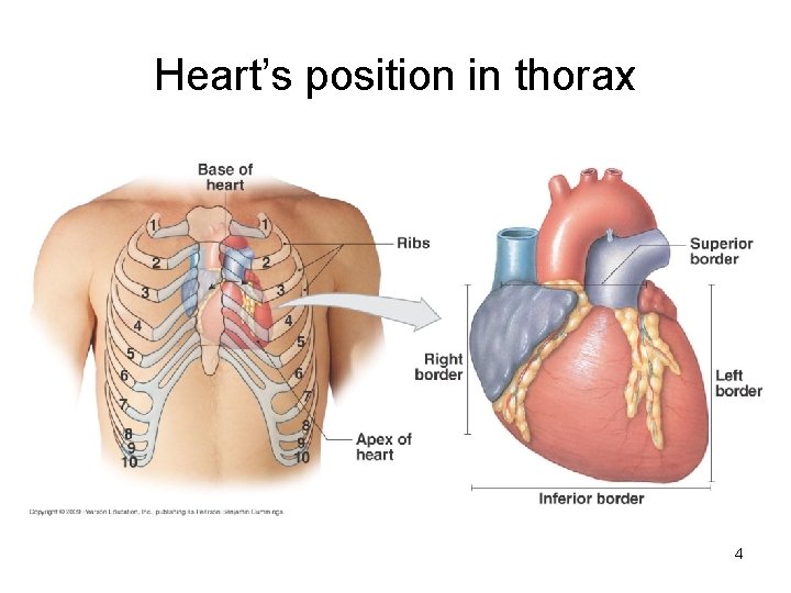 Heart’s position in thorax 4  Heart’s position in thorax 4