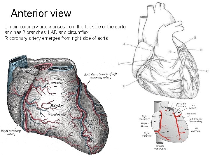 Anterior view L main coronary artery arises from the left side of the aorta Anterior view L main coronary artery arises from the left side of the aorta
