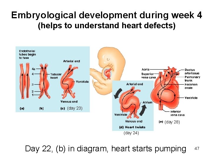 Embryological development during week 4 (helps to understand heart defects) (day 23) (day 28) Embryological development during week 4 (helps to understand heart defects) (day 23) (day 28)