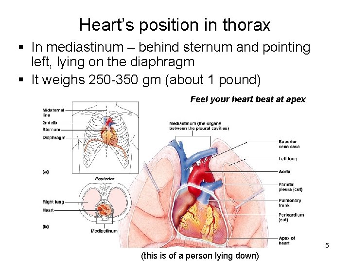 Heart’s position in thorax § In mediastinum – behind sternum and pointing left, lying Heart’s position in thorax § In mediastinum – behind sternum and pointing left, lying