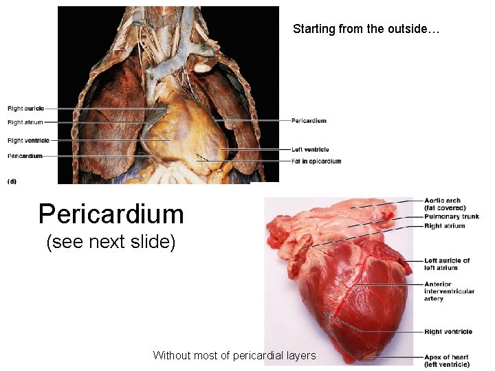 Starting from the outside… Pericardium (see next slide) Without most of pericardial layers 9 Starting from the outside… Pericardium (see next slide) Without most of pericardial layers 9