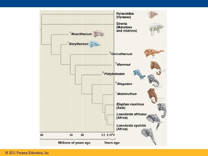 © 2011 Pearson Education, Inc. 