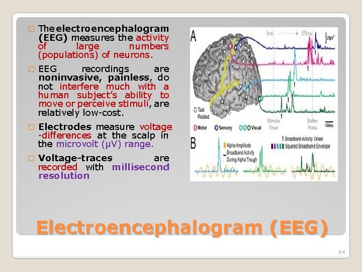 � The electroencephalogram (EEG) measures the activity of large numbers (populations) of neurons. �