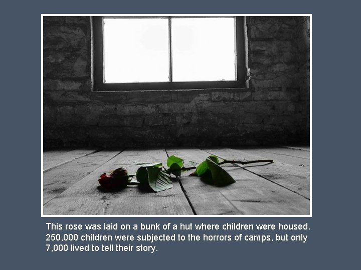 This rose was laid on a bunk of a hut where children were housed.
