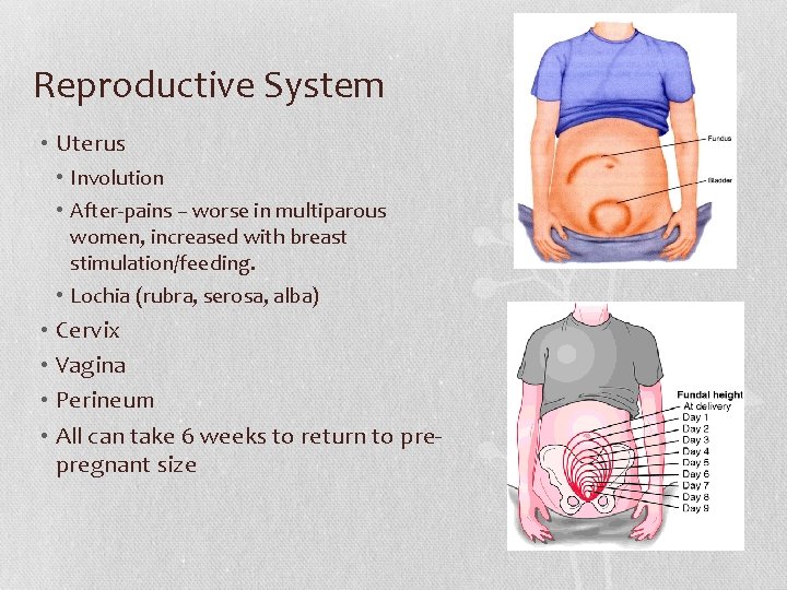 Reproductive System • Uterus • Involution • After-pains – worse in multiparous women, increased