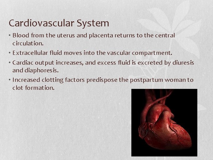 Cardiovascular System • Blood from the uterus and placenta returns to the central circulation.