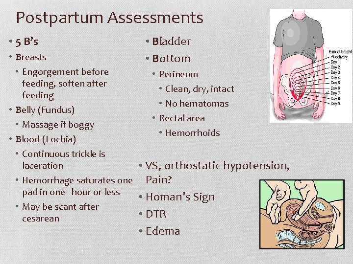 Postpartum Assessments • 5 B’s • Bladder • Bottom • Breasts • Engorgement before