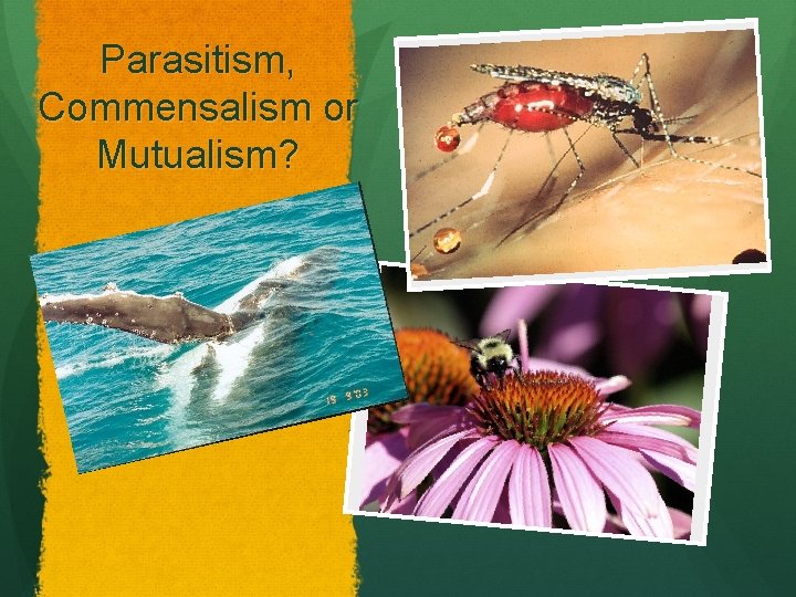 Parasitism, Commensalism or Mutualism? 