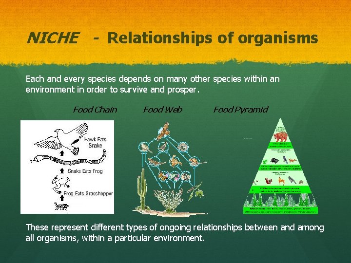 NICHE - Relationships of organisms Each and every species depends on many other species