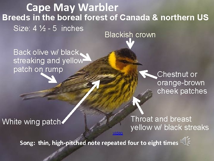 Cape May Warbler Breeds in the boreal forest of Canada & northern US Size: