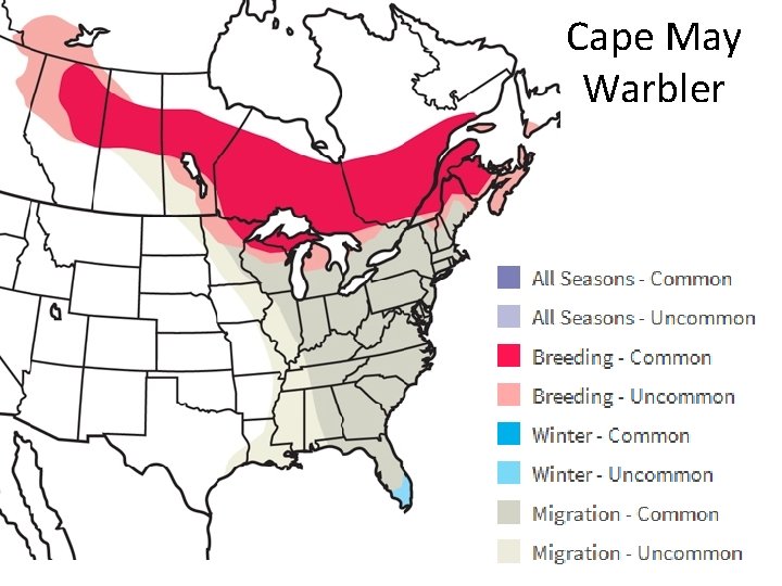 Cape May Warbler 