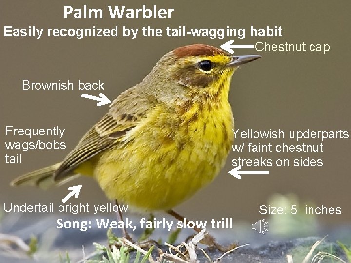 Palm Warbler Easily recognized by the tail-wagging habit Chestnut cap Brownish back Frequently wags/bobs