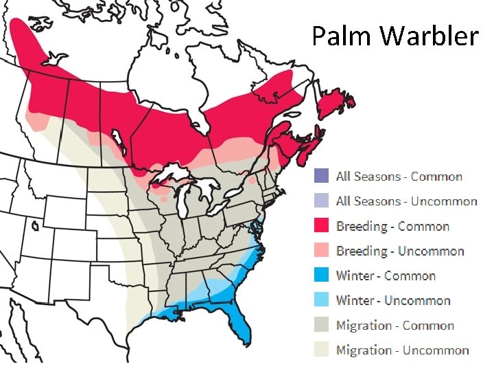 Palm Warbler 