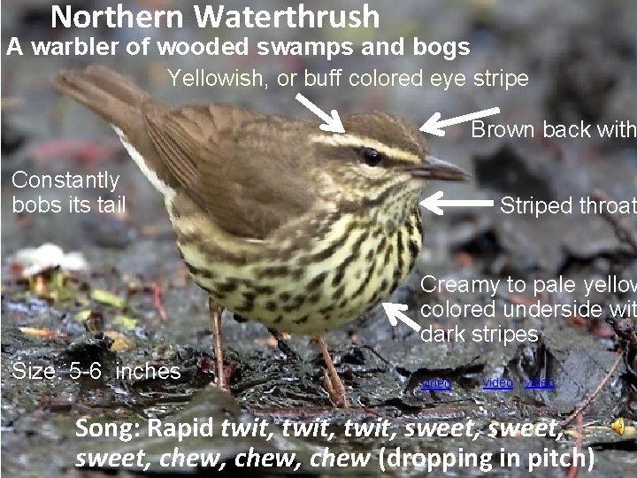 Northern Waterthrush A warbler of wooded swamps and bogs Yellowish, or buff colored eye