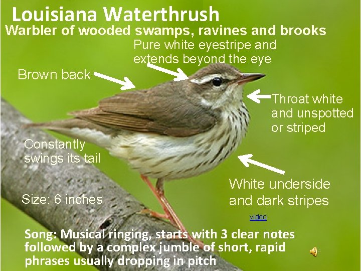 Louisiana Waterthrush Warbler of wooded swamps, ravines and brooks Pure white eyestripe and extends