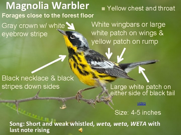 Magnolia Warbler n Yellow chest and throat Forages close to the forest floor Gray