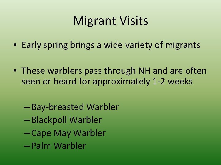 Migrant Visits • Early spring brings a wide variety of migrants • These warblers