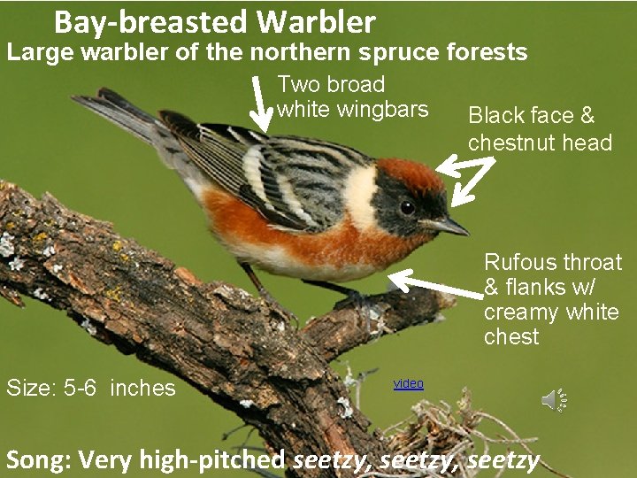 Bay-breasted Warbler Large warbler of the northern spruce forests Two broad white wingbars Black