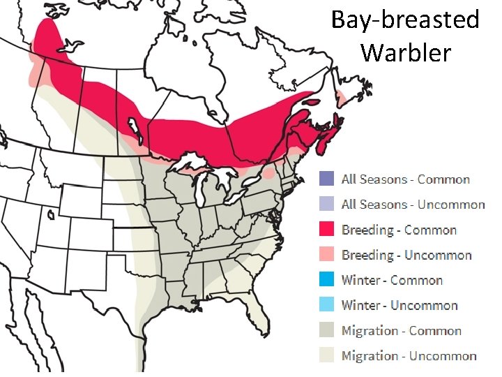 Bay-breasted Warbler 