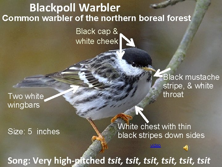 Blackpoll Warbler Common warbler of the northern boreal forest Black cap & white cheek