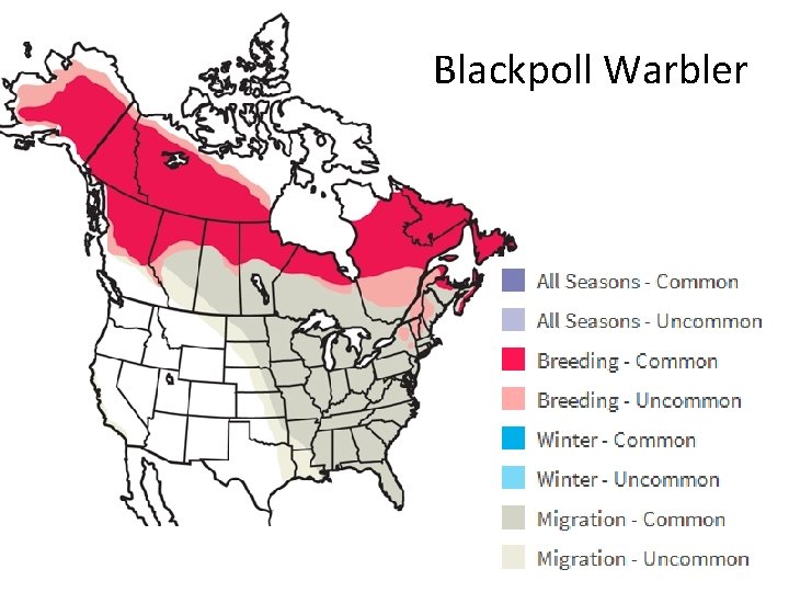 Blackpoll Warbler 