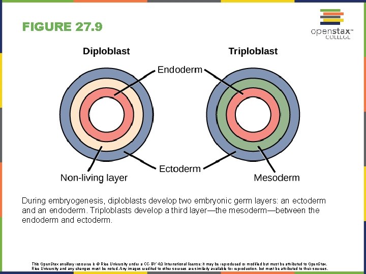 FIGURE 27. 9 During embryogenesis, diploblasts develop two embryonic germ layers: an ectoderm and