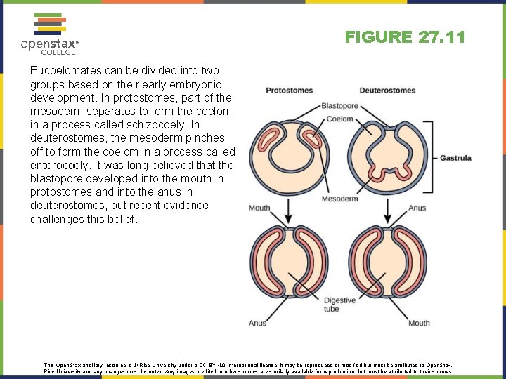 FIGURE 27. 11 Eucoelomates can be divided into two groups based on their early