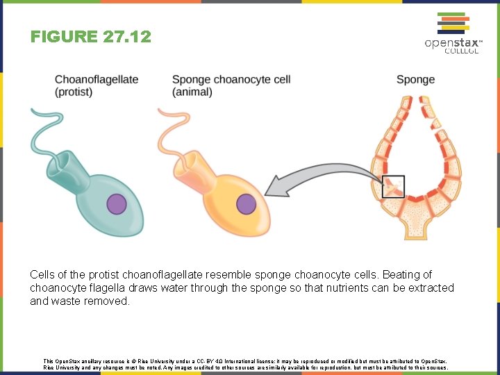 FIGURE 27. 12 Cells of the protist choanoflagellate resemble sponge choanocyte cells. Beating of