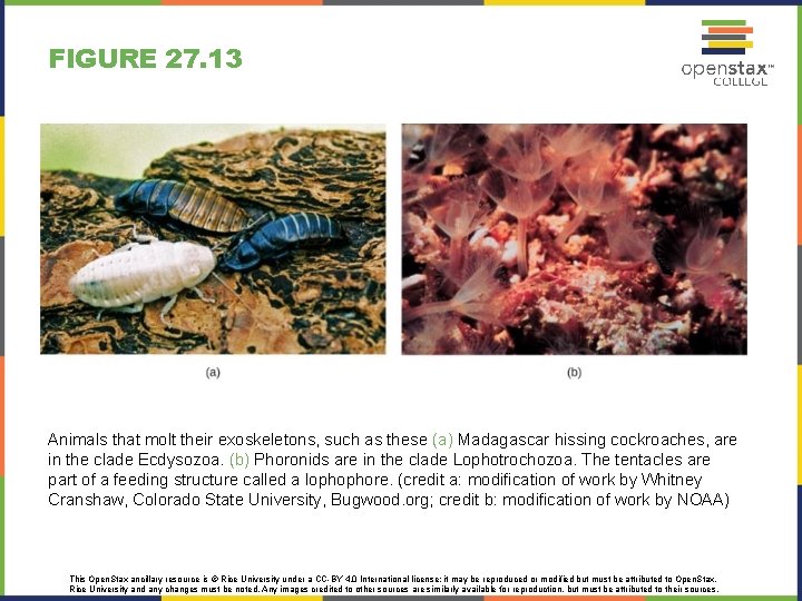 FIGURE 27. 13 Animals that molt their exoskeletons, such as these (a) Madagascar hissing
