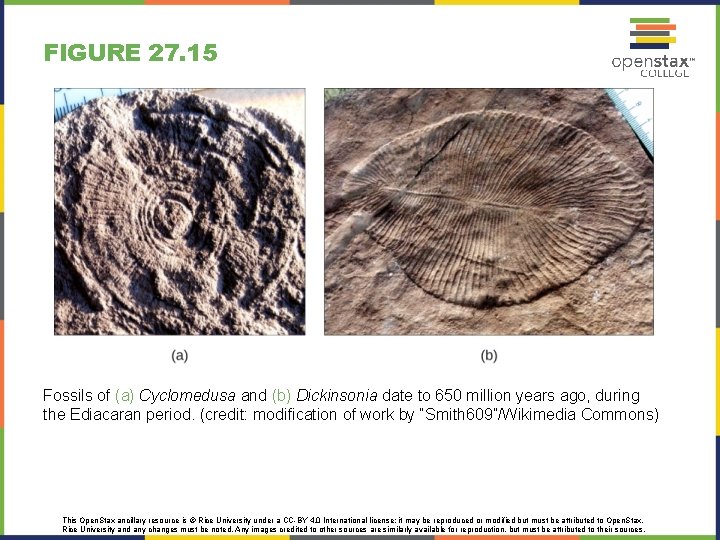 FIGURE 27. 15 Fossils of (a) Cyclomedusa and (b) Dickinsonia date to 650 million