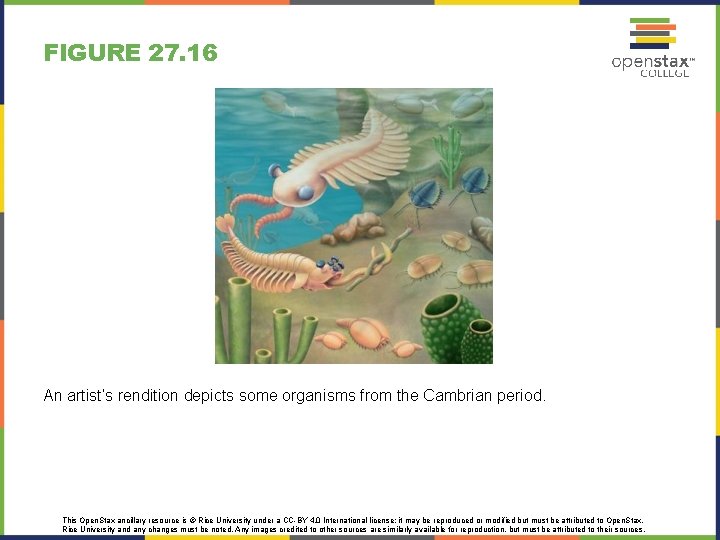 FIGURE 27. 16 An artist’s rendition depicts some organisms from the Cambrian period. This