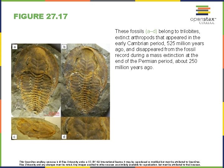 FIGURE 27. 17 These fossils (a–d) belong to trilobites, extinct arthropods that appeared in