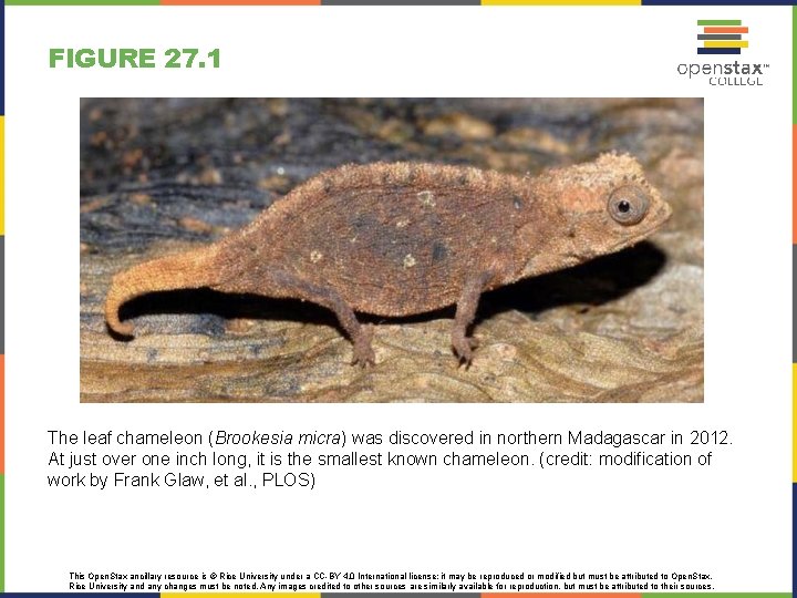 FIGURE 27. 1 The leaf chameleon (Brookesia micra) was discovered in northern Madagascar in