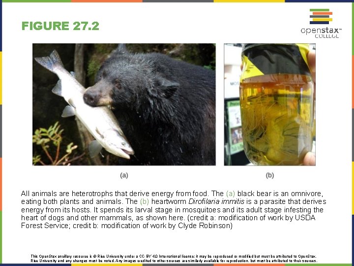 FIGURE 27. 2 All animals are heterotrophs that derive energy from food. The (a)