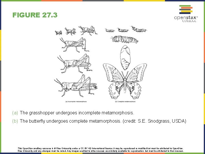 FIGURE 27. 3 (a) The grasshopper undergoes incomplete metamorphosis. (b) The butterfly undergoes complete