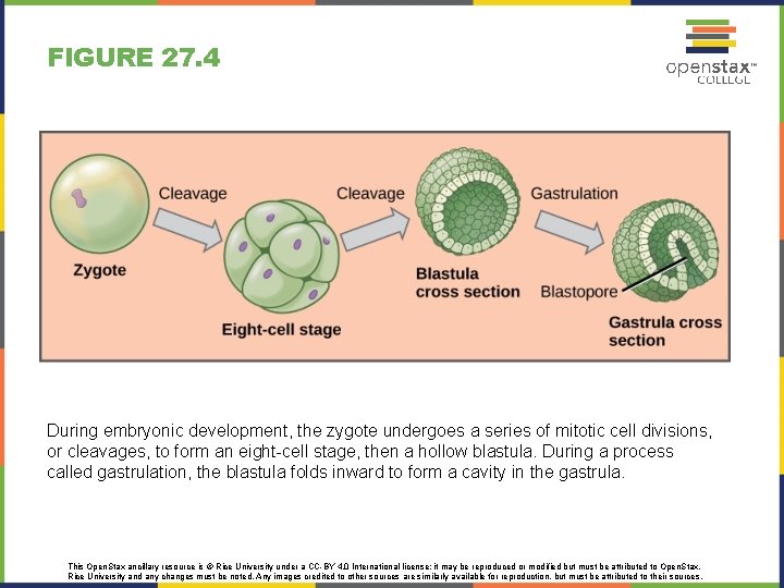 FIGURE 27. 4 During embryonic development, the zygote undergoes a series of mitotic cell