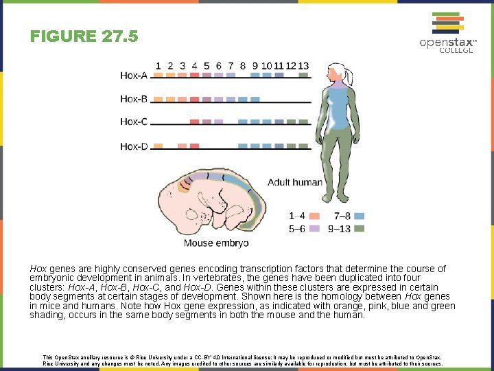FIGURE 27. 5 Hox genes are highly conserved genes encoding transcription factors that determine