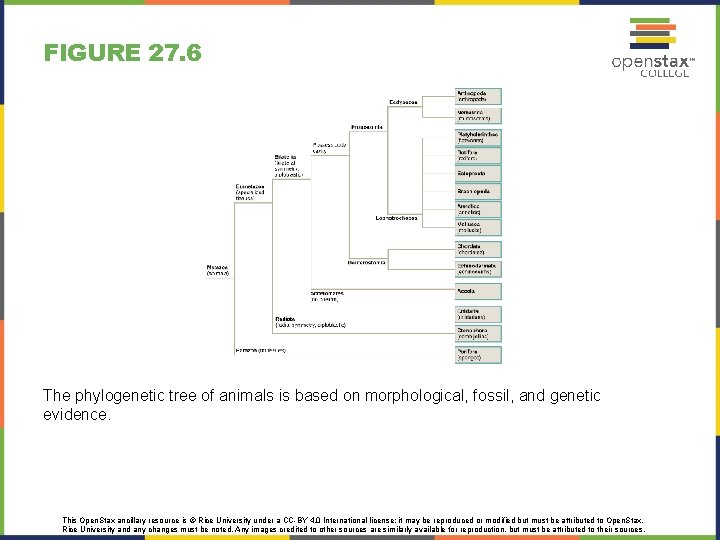 FIGURE 27. 6 The phylogenetic tree of animals is based on morphological, fossil, and