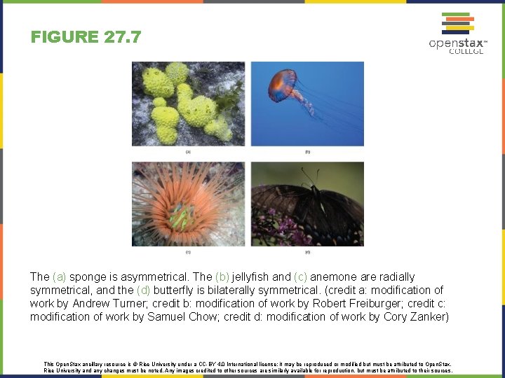 FIGURE 27. 7 The (a) sponge is asymmetrical. The (b) jellyfish and (c) anemone