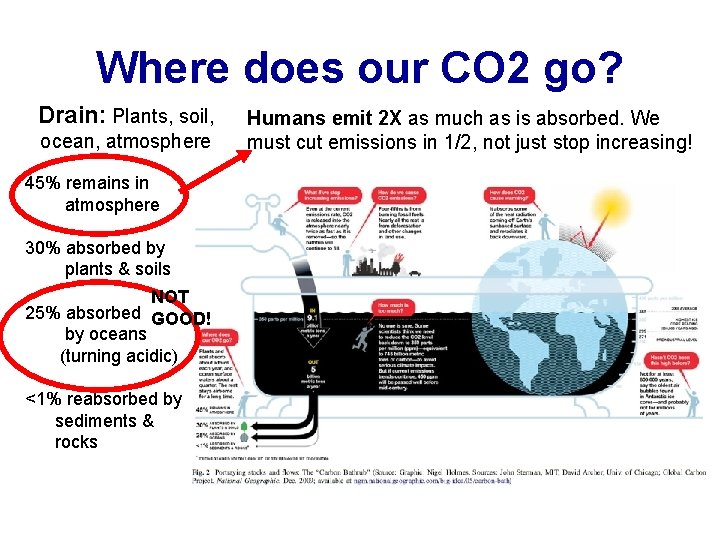 Where does our CO 2 go? Drain: Plants, soil, ocean, atmosphere 45% remains in