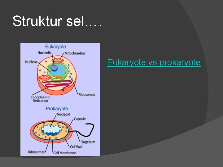 Struktur sel…. Eukaryote vs prokaryote 